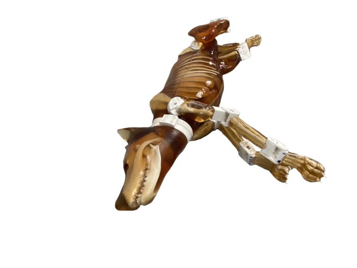 Dog Phantom Research - Image 4
