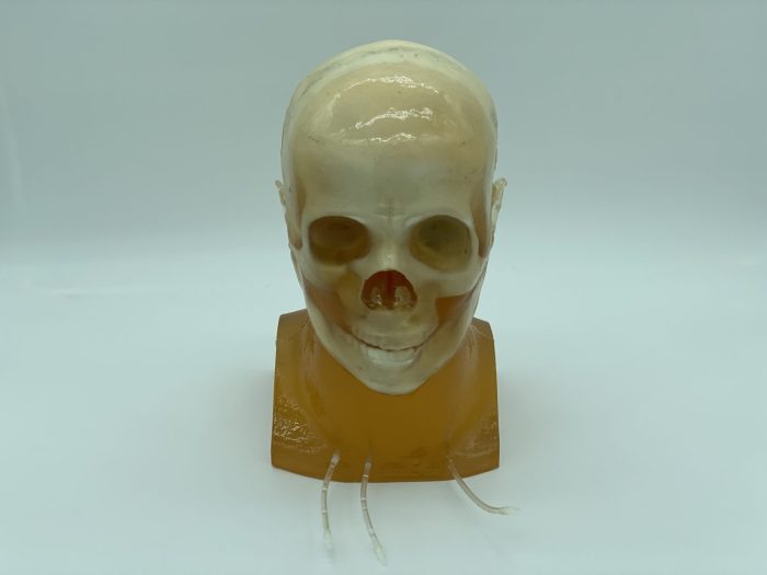 Adult Head (Standard) for X-Ray CT, US, MRI