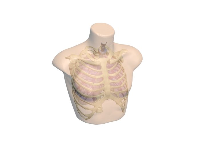 Adult Thorax for X-Ray CT, MRI