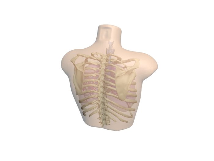 Adult Thorax for X-Ray CT, MRI - Image 2