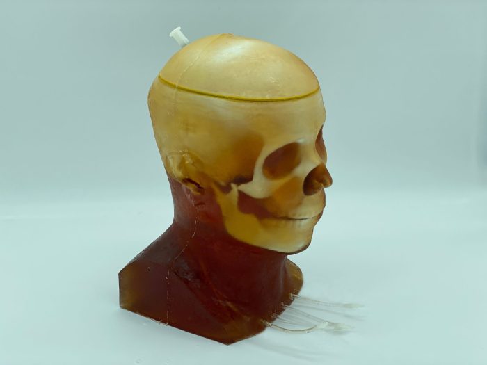 Adult Head (Dynamic, Advanced) for X-Ray CT, US, MRI - Image 2