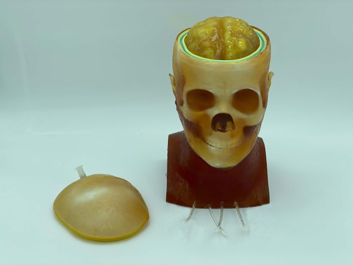 Adult Head (Dynamic, Advanced) for X-Ray CT, US, MRI