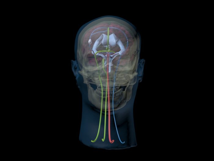 Adult Head (Dynamic) for X-Ray CT, US, MRI - Image 3