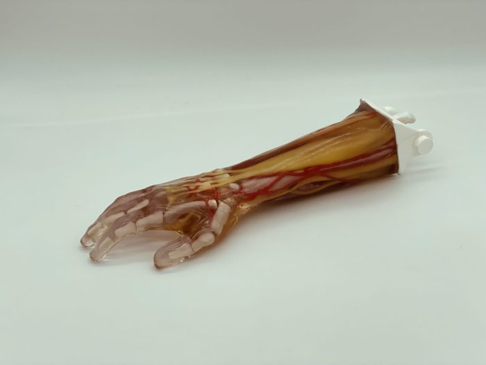 Adult Arm (Advanced) for X-Ray CT, US
