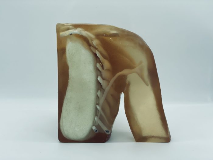 Breast Phantom for Medical Imaging - Image 2