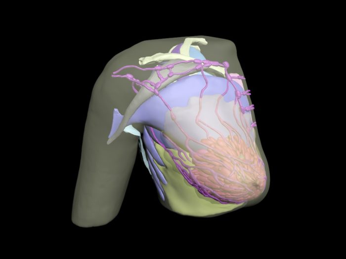 Breast Phantom for Medical Imaging - Image 3