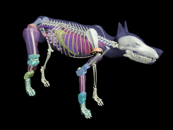 Dog Phantom  - US, CT and X-Ray - Image 2