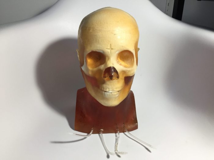 Adult Head (Dynamic) for X-Ray CT, US, MRI
