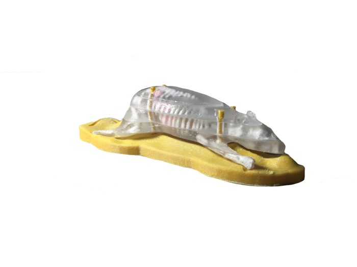 Sectional Mouse Phantom for Xray and CT