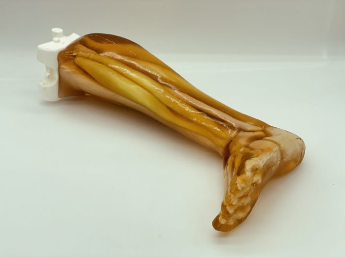 Adult Leg (Muscles) for X-Ray CT, US