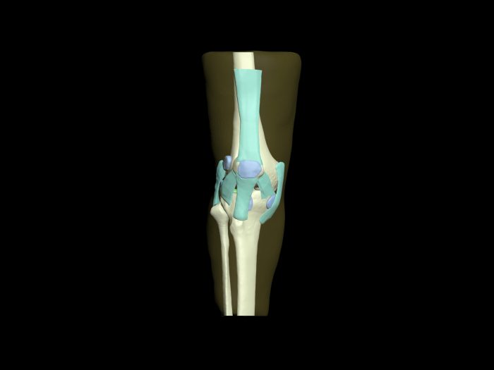 Adult Knee for X-Ray CT, MRI - Image 3
