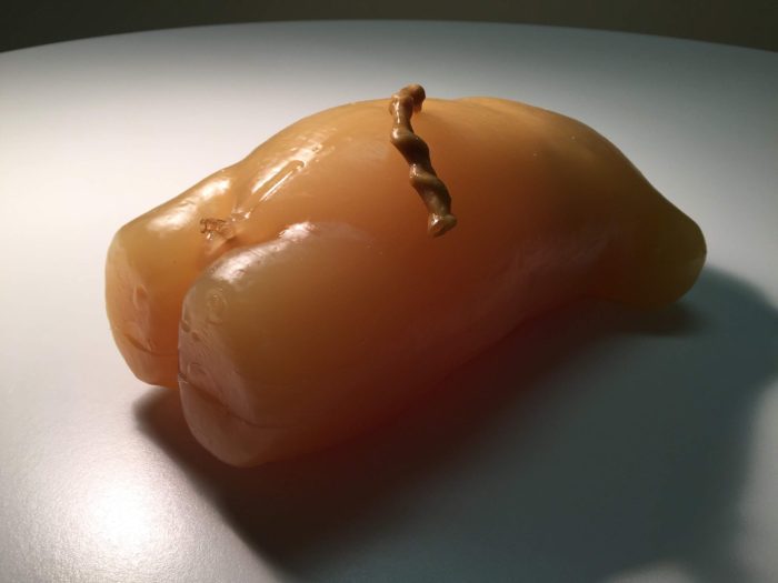 Newborn Torso for X-Ray CT, US