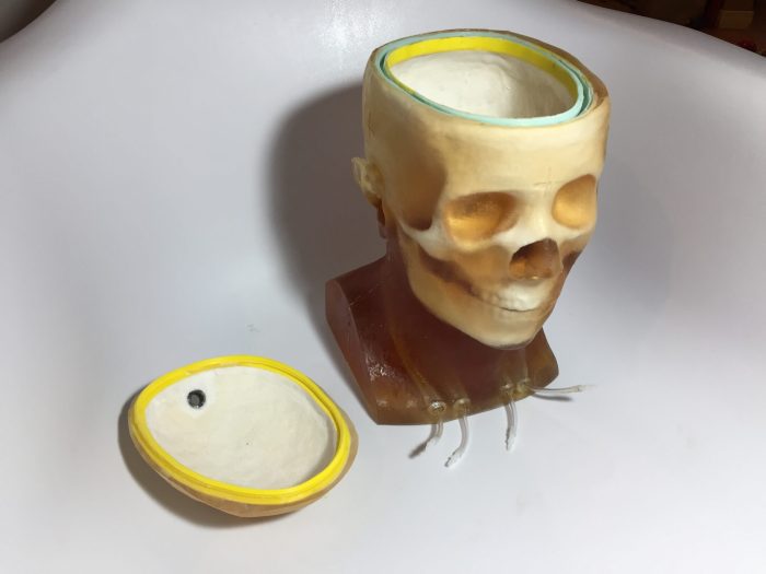 Adult Head (Openable) for X-Ray CT, US, MRI
