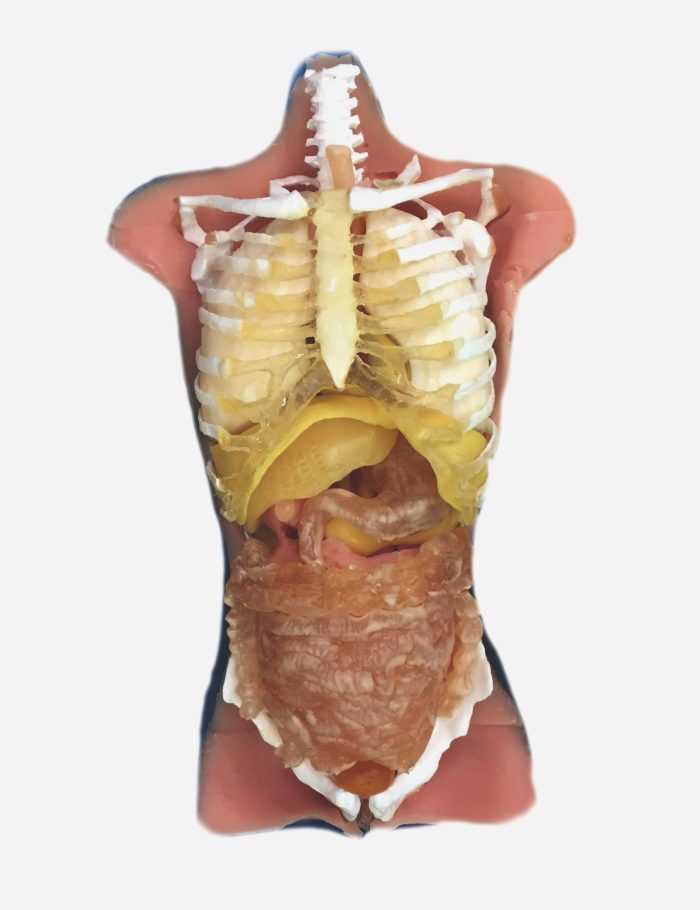 Adult Torso (Skin) for X-Ray CT, US - Image 2