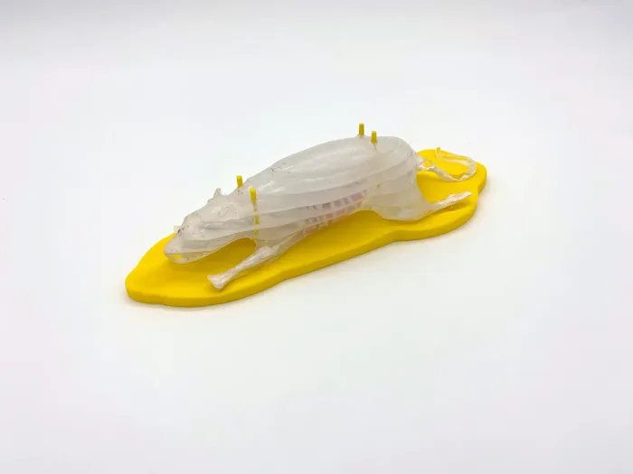 Sectional Rat for X-Ray and CT