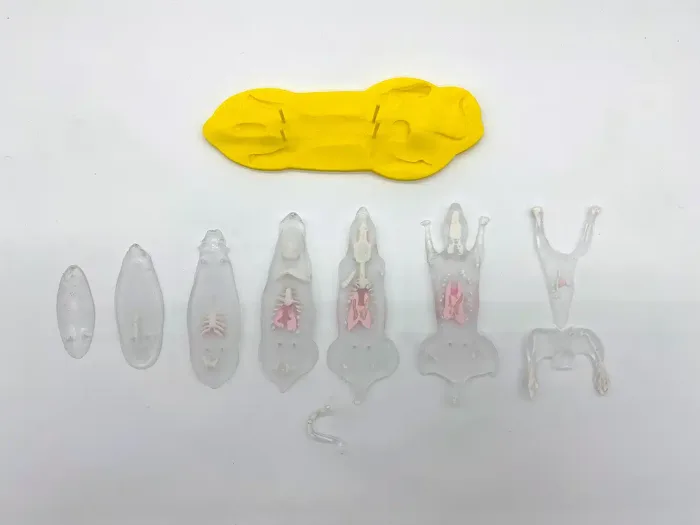 Sectional Rat for X-Ray and CT - Image 2
