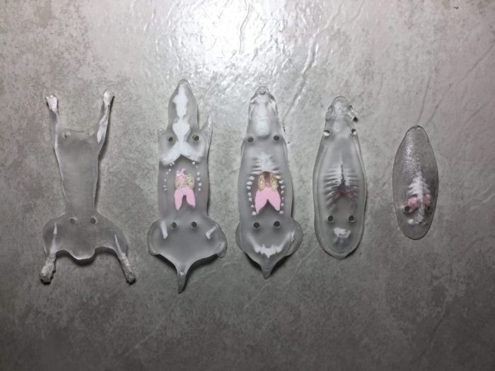 Sectional Mouse Phantom for Xray and CT - Image 4