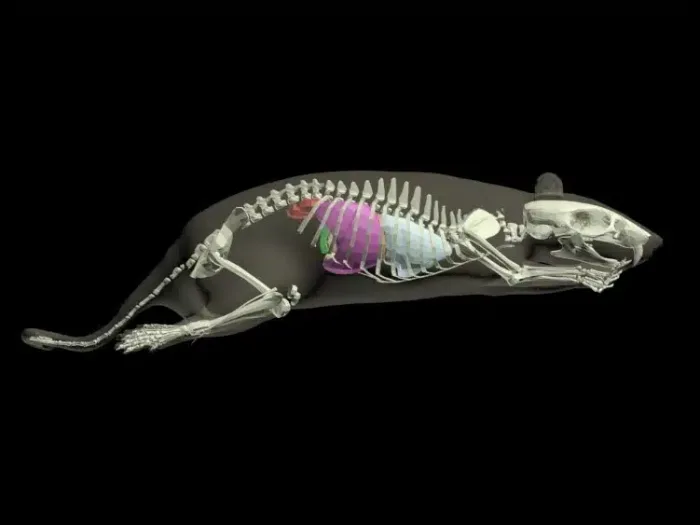 Sectional Rat for X-Ray and CT - Image 4