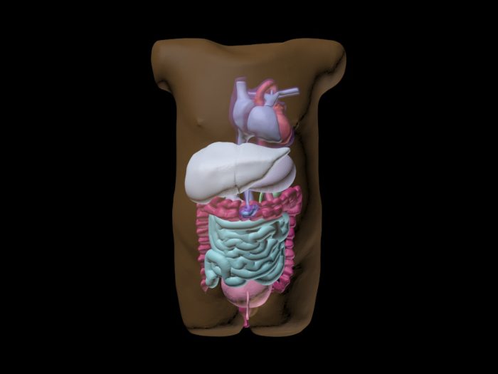 Newborn Torso (Advanced) for X-Ray CT, MRI - Image 2
