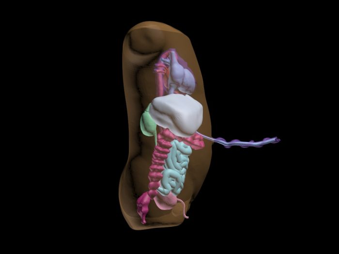 Newborn Torso (Advanced) for X-Ray CT, MRI - Image 3