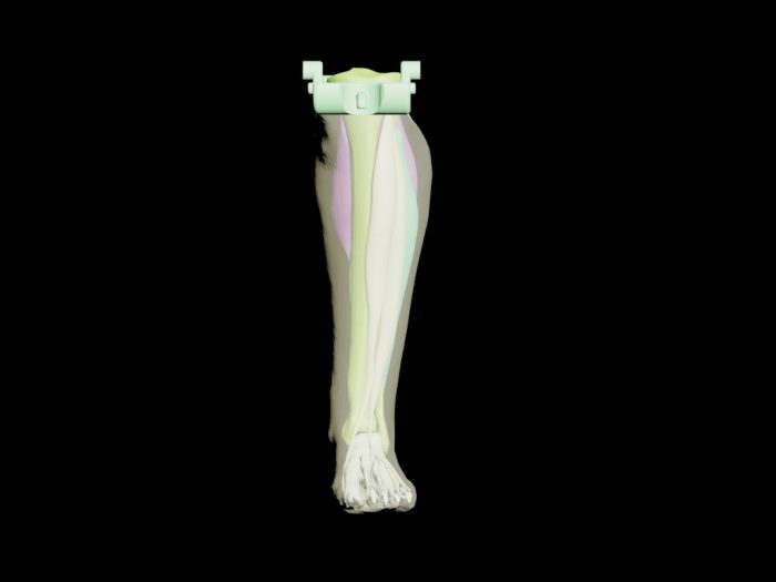 Adult Leg (Muscles) for X-Ray CT, US - Image 3