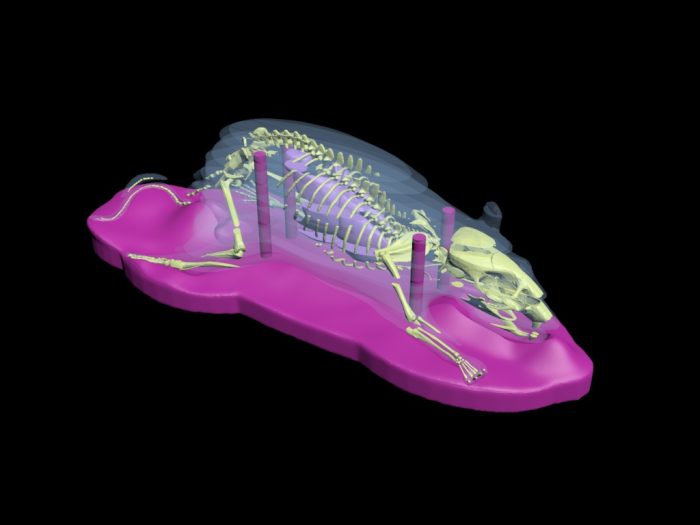 Sectional Mouse Phantom for Xray and CT - Image 3