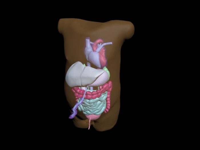 Newborn Torso (Advanced) for X-Ray CT, MRI - Image 4