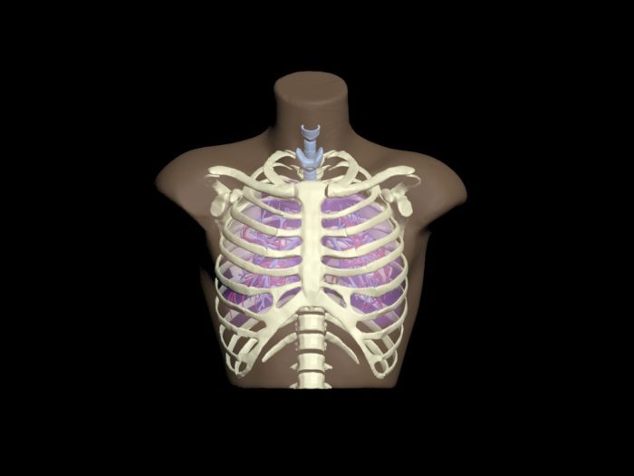 Adult Thorax for X-Ray CT, MRI - Image 3