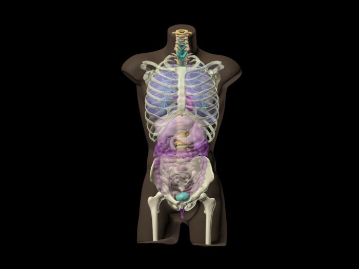Adult Torso (Skin) for X-Ray CT, US - Image 3