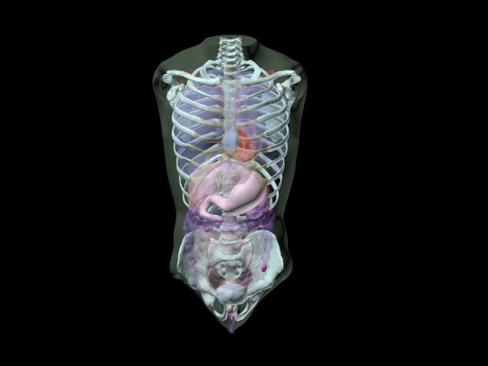 Adult Torso for FAST Training - Image 4